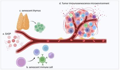 Impact and potential value of immunosenescence on solid gastrointestinal tumors